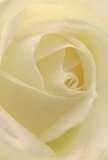 This evocative close-up draws you into the very heart of a cream-white rose, as if you are gently cradled within its spiraling folds-mirroring the quiet intimacy found in Kings Langley's peaceful gardens and waterways. Each petal, rolled with tender precision, appears almost bathed in soft morning light, with subtle ivory and pale gold tones highlighted by gentle shadows. The mood is peaceful and soothing, reminiscent of early walks along the canal towpath. The overall effect is one of profound serenity, where even the faint, sweet fragrance seems to linger on the air-understated yet unmistakable. For a local florist, this rose stands as the purest expression of reverence and care, ideal for offering sympathy or marking new beginnings. The close perspective captures not only the tender craftsmanship behind the arrangement but also the thoughtful emotion unique to floral gifts prepared for Kings Langley families and occasions. It's a flower that speaks of hope, dignity, and quiet connection, its natural artistry shining through in every flawless petal, available for meaningful same-day delivery across the community.